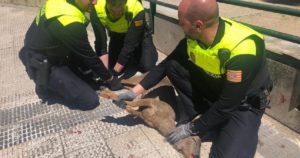 Rescatan un corzo herido que deambulaba por las calles de Zaragoza