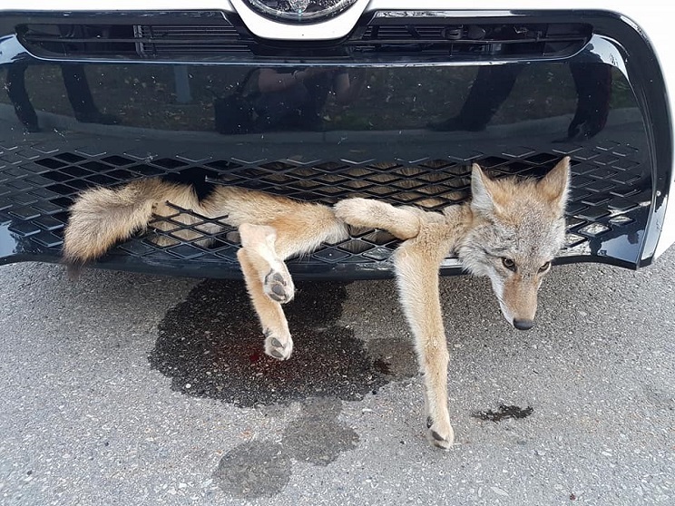 coyote sobrevive