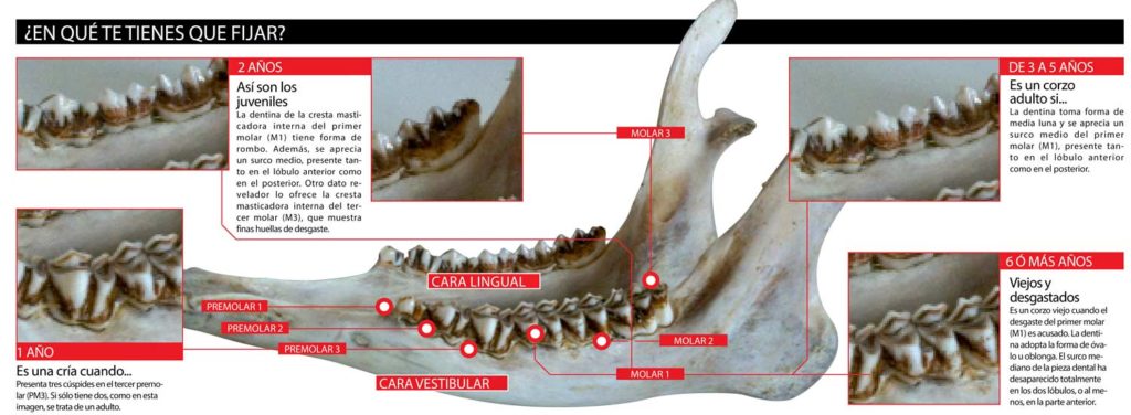 Gráfica que explica cómo calcular la edad de un corzo fijándonos en su dentadura. © Innova Ediciones