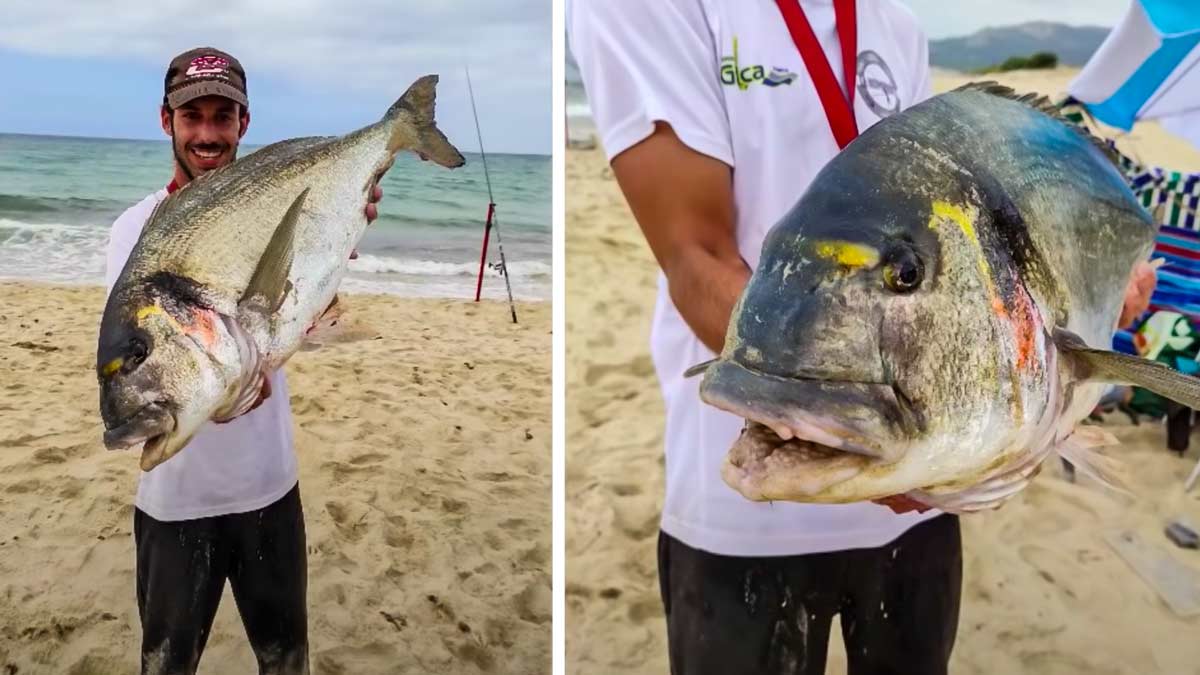 Pesca a surfcasting una descomunal dorada de 6,39 kilos tras una batalla épica en Cádiz