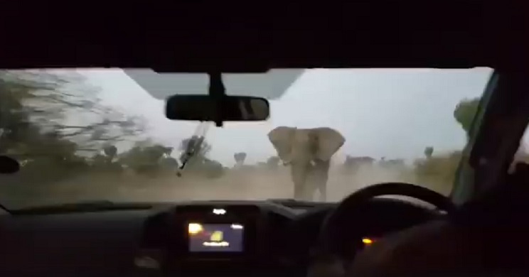 elefante ataca coche cazador