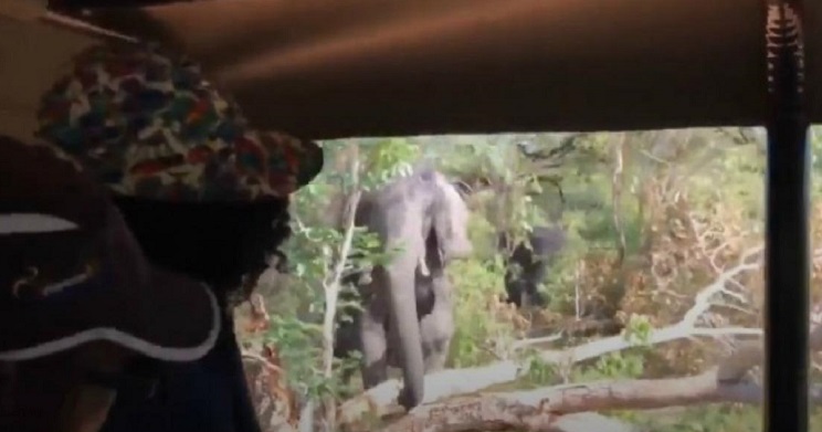 elefante carga contra bus repleto turistas