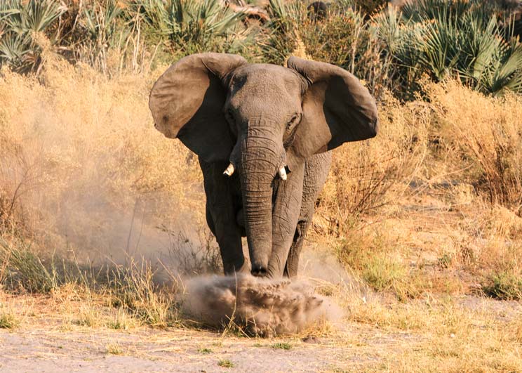 elefante mata a un hombre