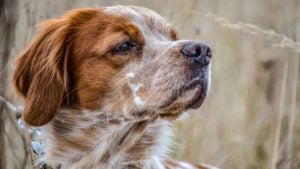 La FAC envía un dossier a los parlamentarios andaluces que desmonta las mentiras sobre los perros de caza