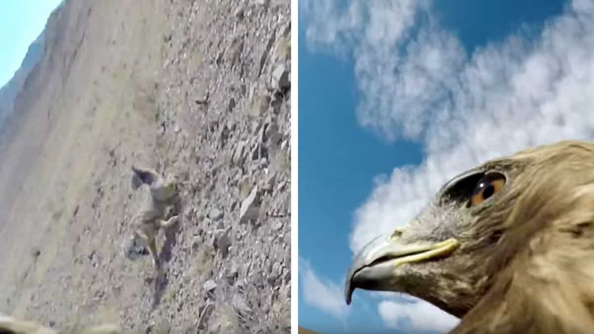 Un águila equipada con una cámara GoPro graba cómo caza a un zorro