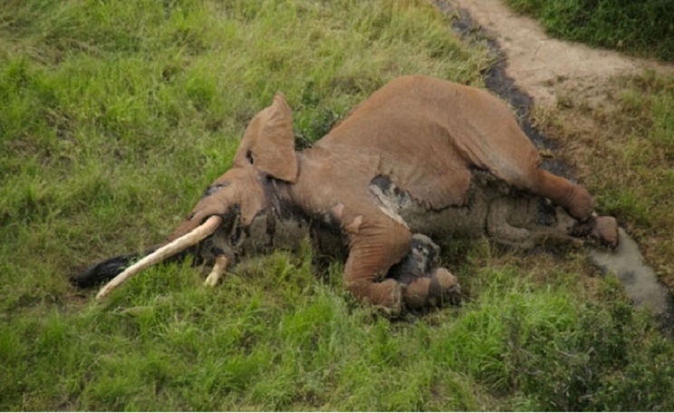 Los restos del animal fueron encontrados por agentes medioambientales de Kenia. / Tsavo Trust
