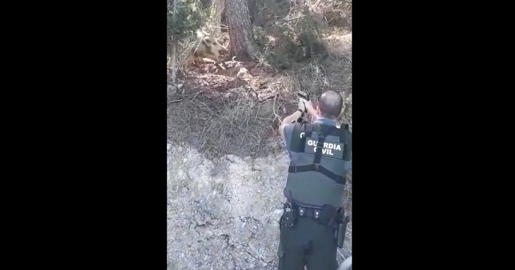 graban a un Guardia Civil disparando a un jabalí 