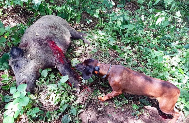 Tacto Conflicto noche Atacado por un jabalí y herido de gravedad conductor de perros de rastro