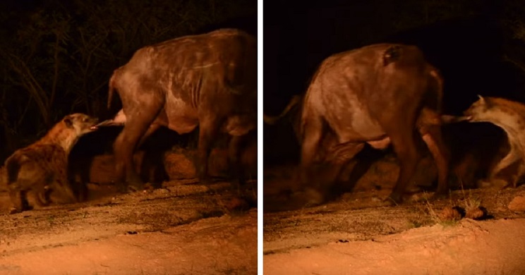 hiena arranca testiculos bufalo 