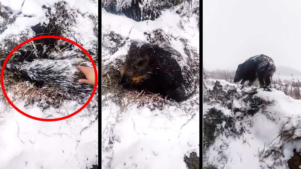 Un cazador encuentra un jabalí enterrado bajo la nieve y al tocarlo descubre que está vivo