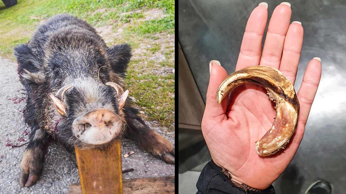 Posible nuevo récord de caza de jabalí en Cataluña: sus amoladeras tienen el tamaño de una mano