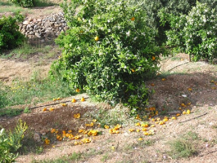 Naranjas destrozadas por los jabalíes en Lliria (Valencia) / Las Provincias.