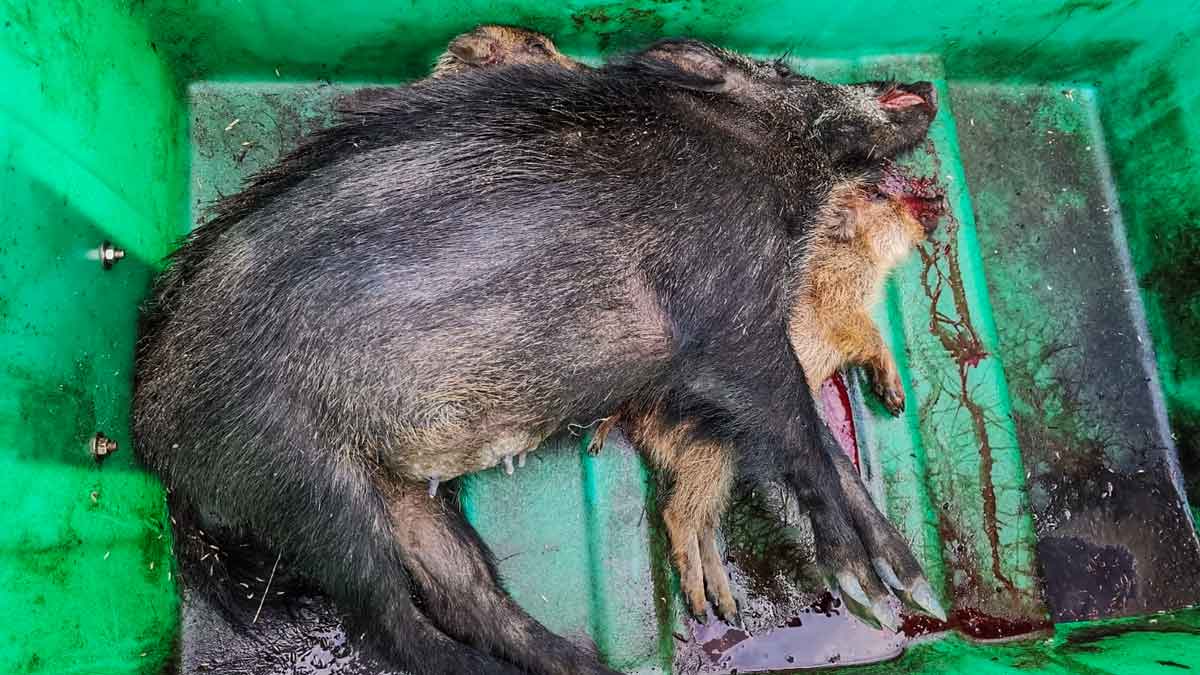 La Generalitat sigue matando crías de jabalí y tirando sus cuerpos a contenedores