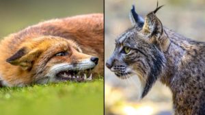Un lince y un zorro se enzarzan en una pelea a muerte