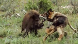 Un bravo jabalí lucha contra un lobo que intenta darle caza