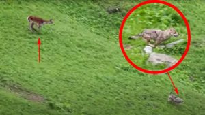 Una cierva intenta dar caza a un lobo: el cuento al revés