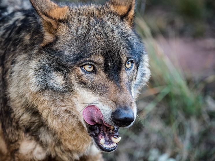 El Gobierno quiere prohibir la caza del lobo sin saber cuántos hay realmente