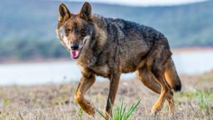 ¿Por qué prohibir la caza del lobo en España puede ser negativo para la especie?