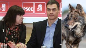 La presidenta del PSOE anima a los animalistas a denunciar a Castilla y León para blindar al lobo