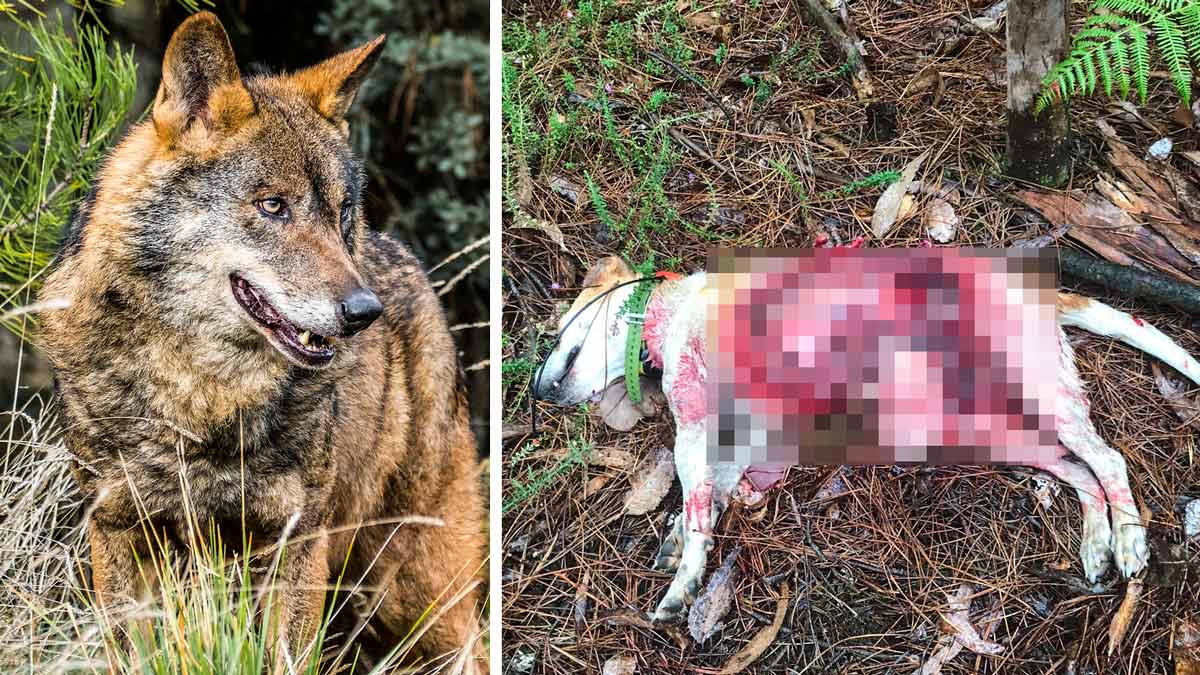 Un lobo mata a la perra de un cazador en un campo de entrenamiento de Galicia