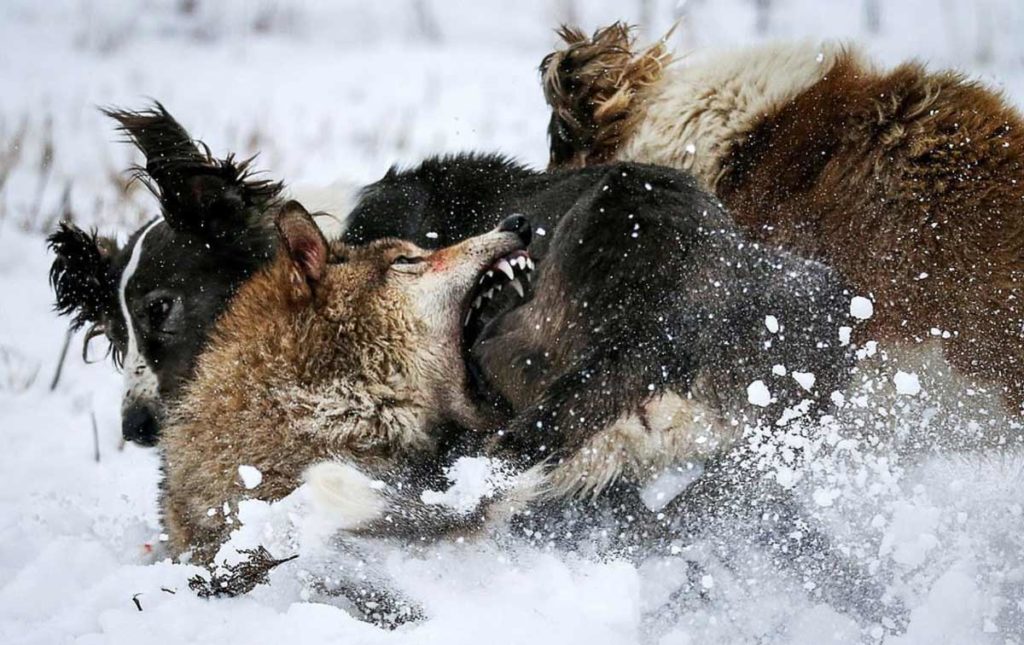 Hoy abordamos una de las formas de caza más antiguas y espectaculares de la tierra: la caza de lobos con águila y perros practicada desde hace siglos por los pueblos nómadas de Kazajstán. Te mostramos, en imágenes, qué pasa cuando el lobo se siente acorralado.