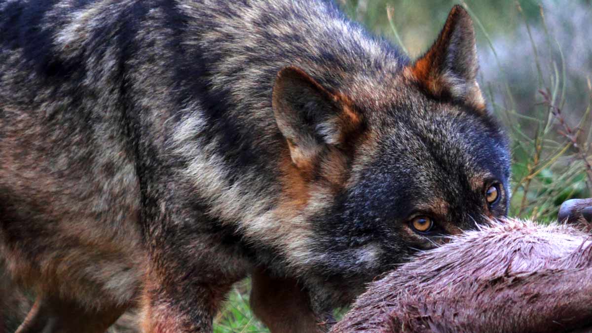 Los lobos matan al perro de unos cazadores de jabalí en Galicia: «Lo partieron en dos»