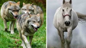 La abismal diferencia entre Alemania y España con el lobo: allí matan 'solo' dos caballos y ya autorizan su caza por daños