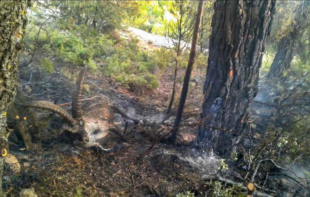 Macho montés alcanzado por un rayo que creó incendio. / Asociación de Agentes para la Protección de la Naturaleza