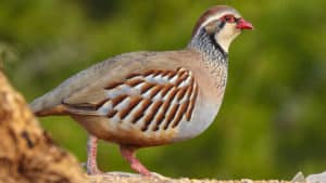 La ciencia desmonta al ecologismo: la munición de plomo no perjudica la conservación de las aves terrestres