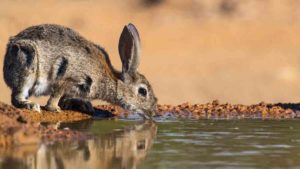 Neumonía Hemorrágica Vírica del conejo (NHV), así es la enfermedad que temen los cazadores