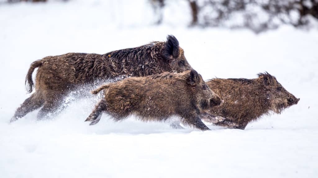 Jabalíes corriendo sobre la nieve en un coto de caza. © Shutterstock