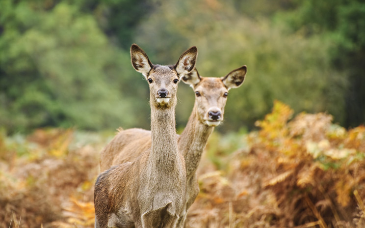 la orina de ciervo de eeuu y canadá está prohibida en Europa