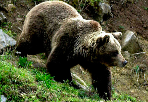 oso esloveno normal 2