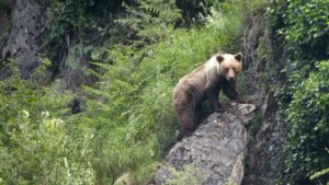 Noticia histórica: el oso vuelve a Zamora