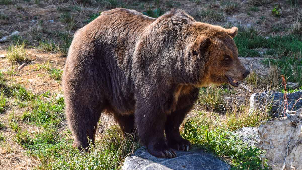 Un leonés denuncia haber sido atacado por un oso en Villablino
