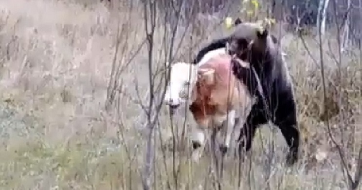 oso ataca vaca delante cazadores 