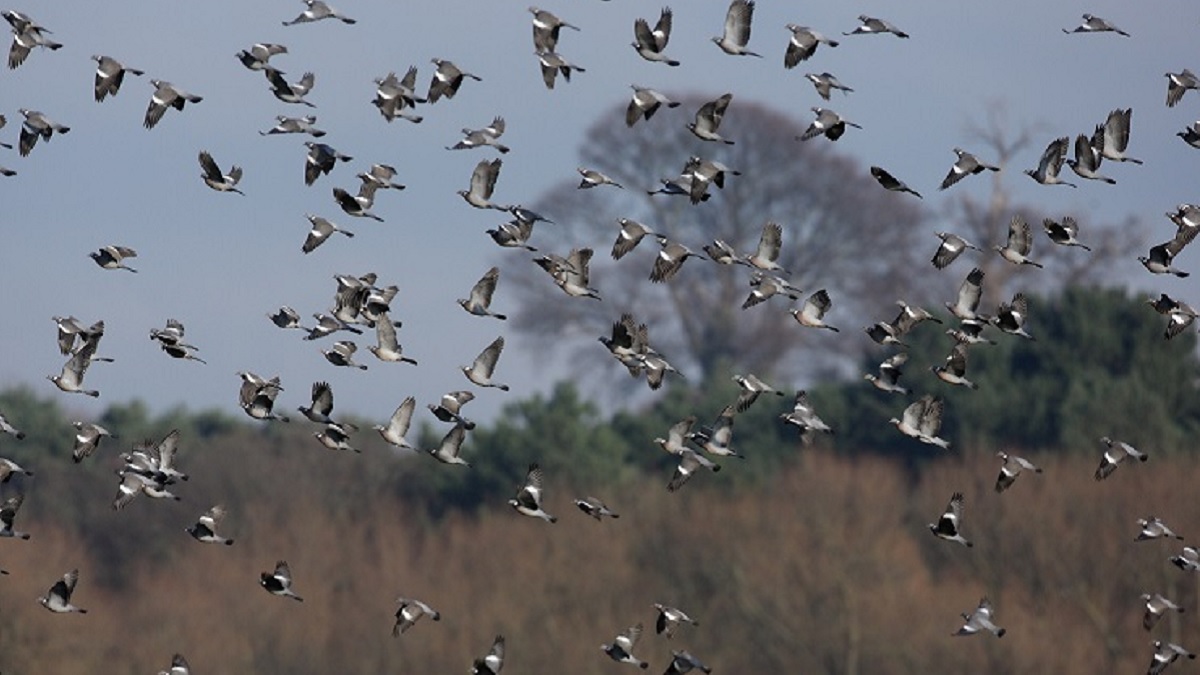 Más de medio millón de palomas entraron ayer a España cruzando los Pirineos