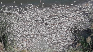 Aparecen miles de peces muertos en el Tajo a su paso por Toledo