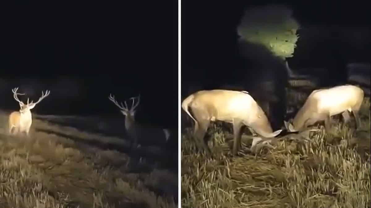 Espectacular pelea de dos ciervos frente al coche de un cazador