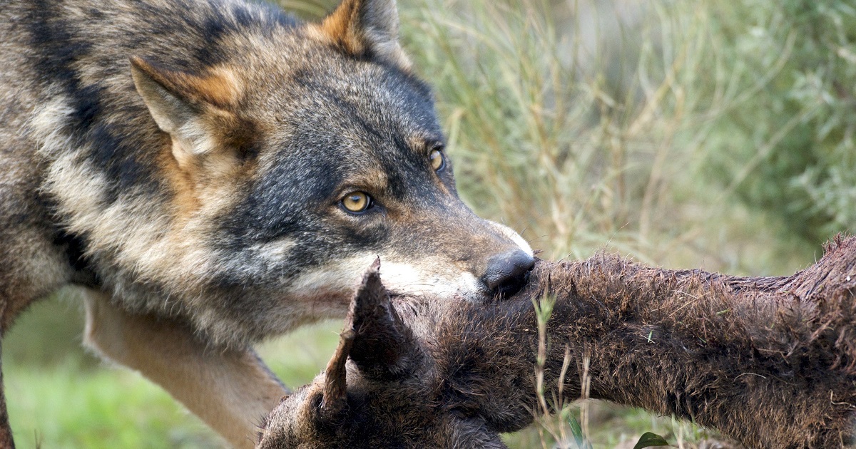 Los guardas de Riaño matarán casi cien ciervos para alimentar a los lobos