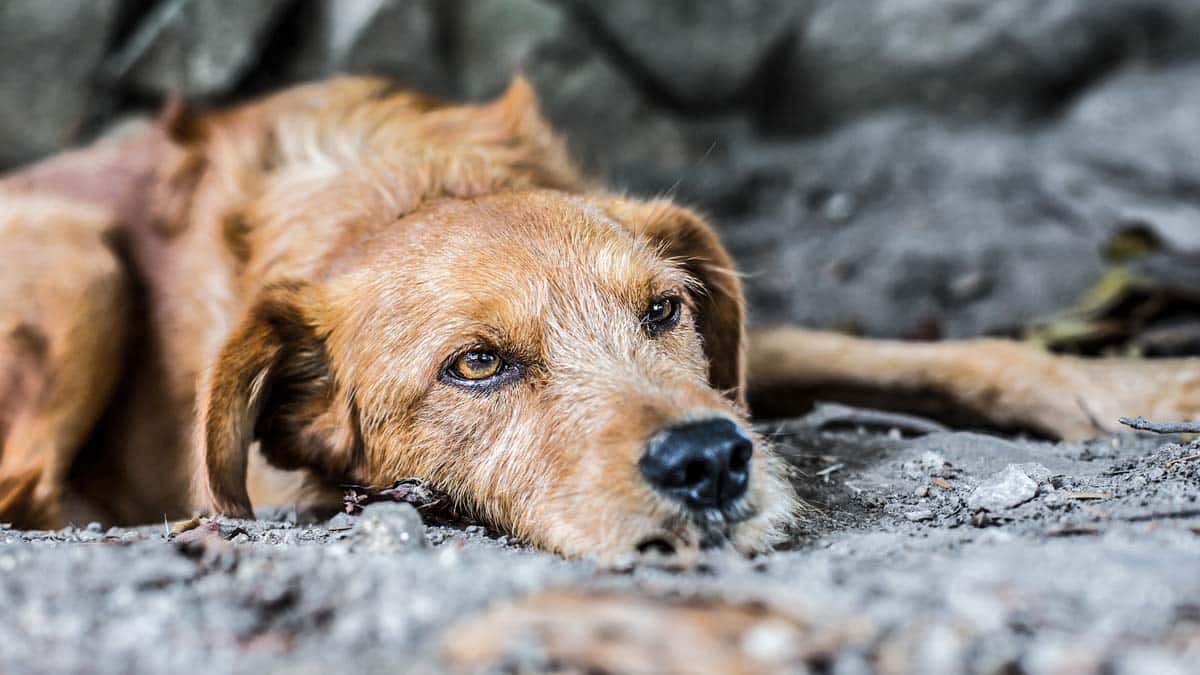 Sube un 25% el abandono de perros tras el confinamiento (y no, no son de caza)