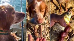 Este perro de caza cobra las carpas que pesca su dueño como si fuesen perdices
