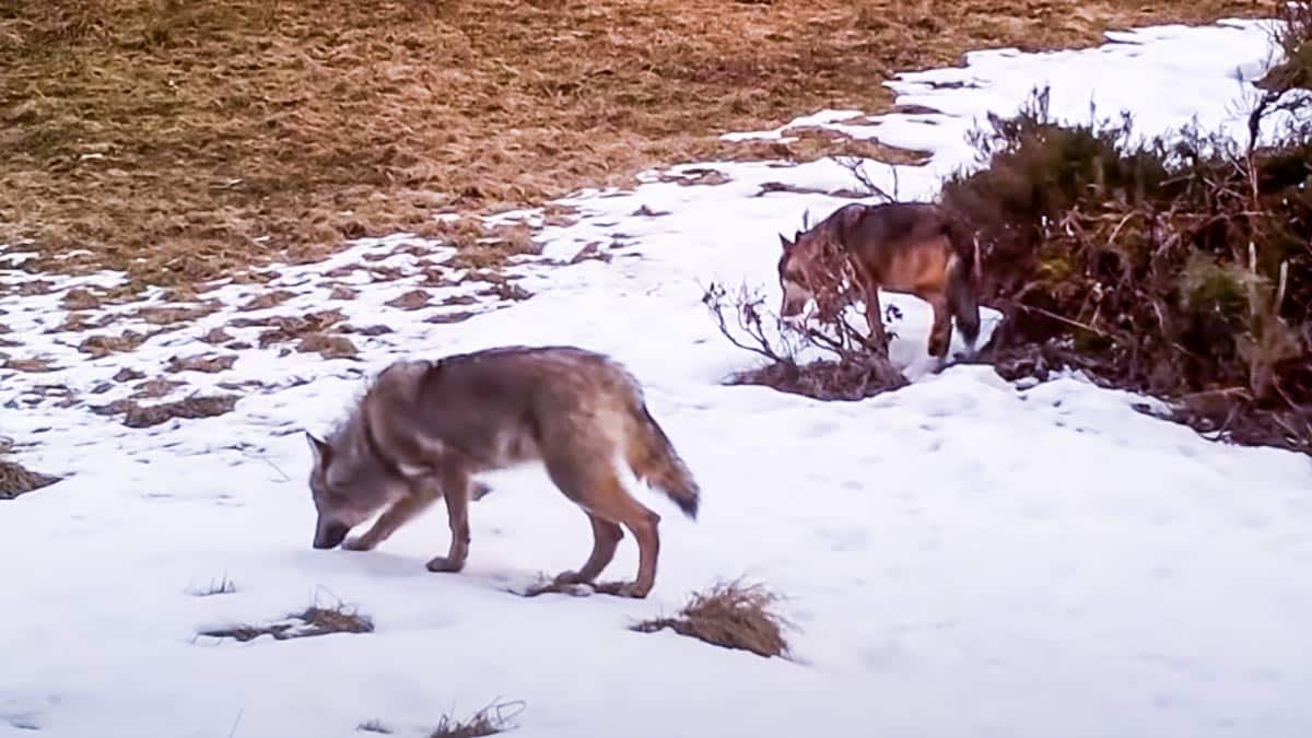 Una cámara graba a un perro pastor entrando en terreno de lobos y su final es intrigante