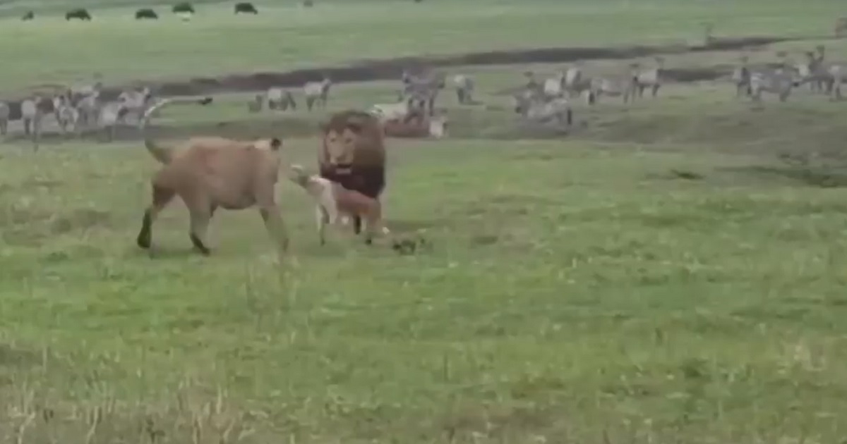 Un perro planta cara a dos leones y las imágenes se vuelven virales