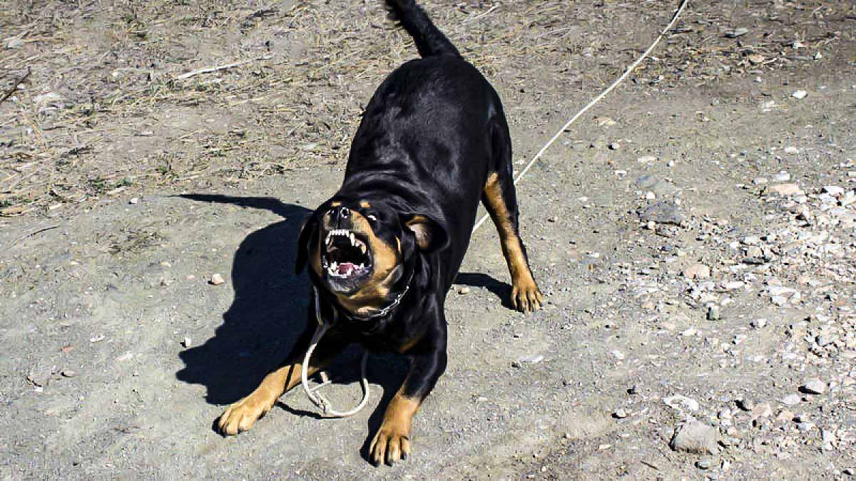 Animalistas piden cárcel para un policía que mató a un perro que le iba a atacar
