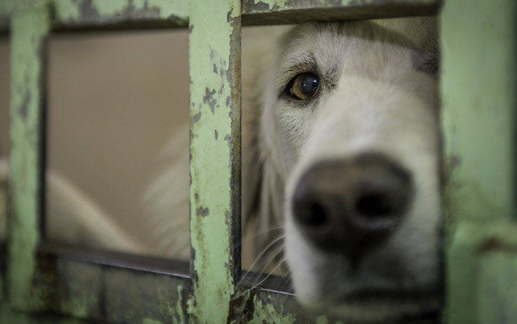 infancia recuperar exhaustivo Perros de caza abandonados: desmontamos la rentable mentira animalista