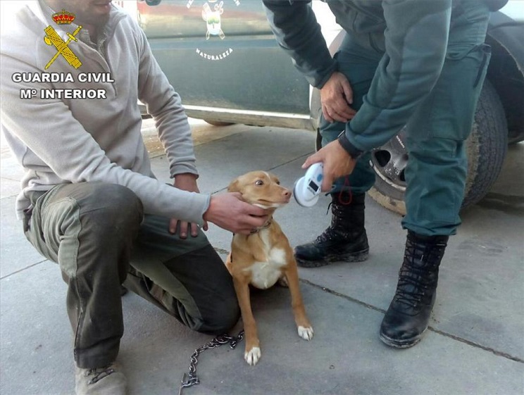 En la foto, uno de los perros incautados por el Seprona. / Guardia Civil
