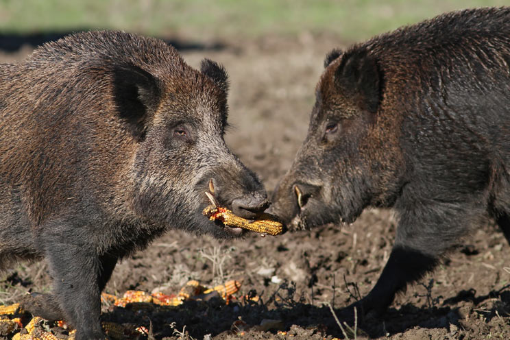 La peste porcina africana amenaza a los jabalíes. / Shutterstock