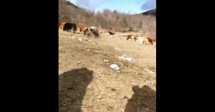 piezas caza entre vacas 