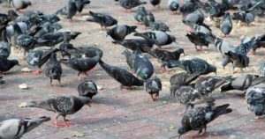 Consejos para librarse de las plagas de palomas